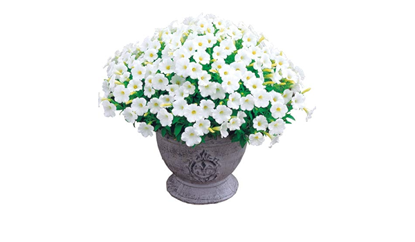 タキイ種苗 Takii Shubyo 花 花苗 ペチュニア ギュギュ 6種セット Nam018set 6入 花 Amazon