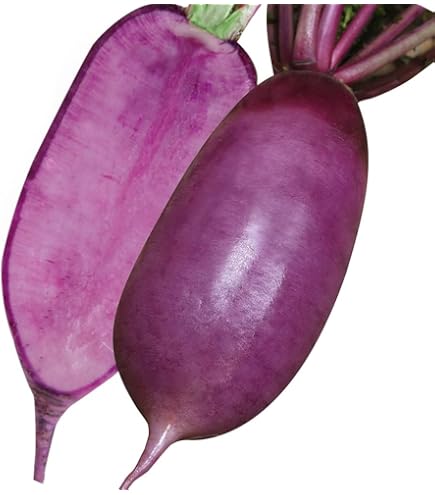 大根のえ Amazon | 株式会社トーホク 赤大根 もみじ 04580 | 野菜