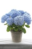送料無料 アジサイ 万華鏡 青色 母の日 ギフト 島根県オリジナル品種 紫陽花 話題のアジサイ