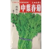 在来固定種　野菜の種「中葉春菊」15ml約1050粒　畑懐〔はふう〕