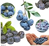 国華園　果樹苗　ハイブッシュ系　ブルーベリー　デューク　9cmポット苗　1株　【※発送が国華園からの場合のみ正規品です】