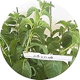 ニホンハッカ 苗木 18cm鉢苗 はっか 苗 ハッカ 薄荷