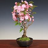 桜盆栽:八重桜(信楽焼金彩足付丸鉢)*