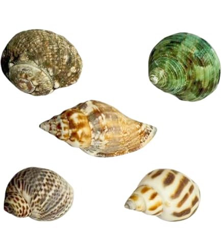 Amazon.co.jp: 11 to 12cm,大きな天然の珍しい貝殻、巨大な海の巻貝 4