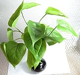 TomYumKung ゴールデンポトス工場 Artificial Golden Pothos Plant