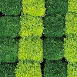 Amazon Co Jp サギナ アイリッシュモス 土日発送 グランドカバー 観葉植物 送料別 花壇苗 花苗 送料別 プレゼント 葉の色選択 深い緑 ディープグリーン Diy 工具 ガーデン