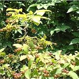 ナツハゼ株立ち根巻き樹高1～1.2m[涼しげな葉、初夏の花と秋の実が美しい落葉樹] ノーブランド品