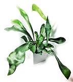 コウモリラン　ビカクシダ　濃い緑　グリーン　角白陶器　観葉植物