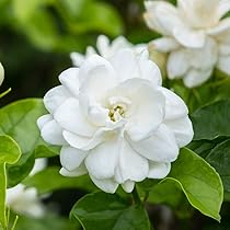 517c-GPE-kL._AC_UL210_SR210,