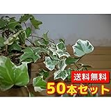 【ノーブランド品】ヘデラ・ヘリックス・グレイシャー長さ30cm前後9cmポット【50本セット】