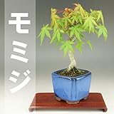 いよじ園 【小品盆栽 ミニ盆栽】 もみじ/モミジ 【紅葉】【雑木盆栽】