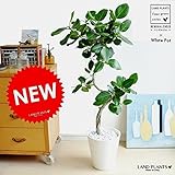 LAND PLANTS ベンガレンシス 3Dカーブ 白セラアート鉢 ベンガルゴム