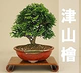 いよじ園 【】津山桧 / ツヤマヒノキ 小品盆栽 （雑木盆栽）（いよじ園 伊予路園） ▼ご選択ください,4