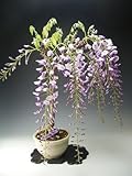 花芽付き！一才藤（紫花）の鉢植え盆栽 2017春開花予定