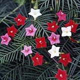 ルコウソウ 3色が咲くように作りました ２株セット 1つのポットから3色・星がいっぱい 咲きます！