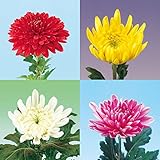 切花菊苗：お盆咲き大輪2.5号ポット4色4株セット ノーブランド品