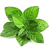 100 Spearmint Mint Seeds Edible Cat Nip Plant Flower Seeds Vegetables Windowsill Watch Bonsai Delici