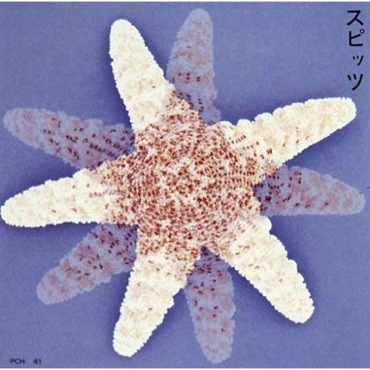 Amazon.co.jp: オーロラになれなかった人のために: ミュージック