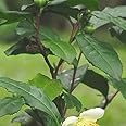苗/苗木 【10本セット】 チャノキ 樹高0.2m前後 10.5cmポット お茶の木 （ヤブキタ） やぶきた 茶の木 ちゃのき 苗木 苗 植木 庭木 生け垣 kb 10本 10