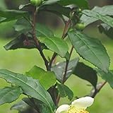 苗/苗木 チャノキ 樹高0.2m前後 10.5cmポット お茶の木 （ヤブキタ） やぶきた 茶の木 ちゃのき 苗木 苗 植木 庭木 生け垣 kb 1本 1