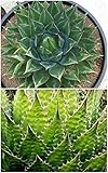 【多肉植物/種子】Agave Montana★アガベ・モンタナ◆種子５粒●rare succulent◎薄いグリーンの葉に白のＹ字模様が入る美種♪ [並行輸入品]