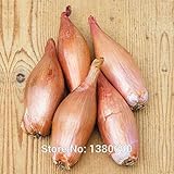 Original Pack 100 Seeds / Pack, Four Seasons Onion Seeds Chives Balcony Potted Vegetables Shallot In