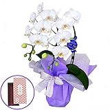 ミディ胡蝶蘭 白色 2本立ち 特選 アマビリス お供えギフトラッピング 鳩居堂のお線香 さくら 紙箱 バラ詰 セット 家庭 白檀