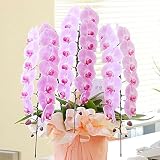 胡蝶蘭3本立（ピンク）　3万円コース　【台紙がオレンジ色の電報・祝電付き】　＜結婚記念日に　結婚祝いに　記念日の思い出に＞【お届け日指定ＯＫ　全国送料無料】