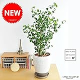 LAND PLANTS 【観葉植物】 フィカス・ベンジャミナ （ツートンカラー モダン陶器）