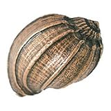 Emenee EE-OR428-ABR Conch Shell Cabinet Knob Emenee [並行輸入品]
