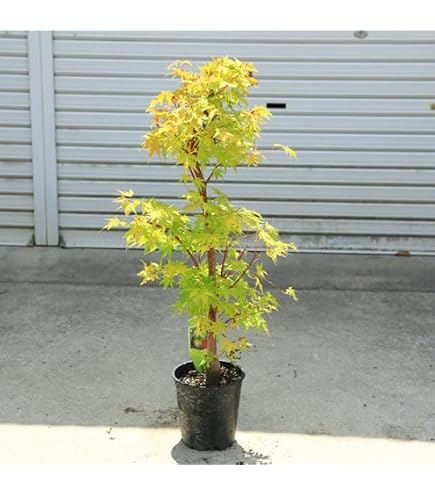 Amazon.co.jp: 庭木・植木：モミジの木 鴫立沢モミジ* 鴫立沢もみじ 鴫