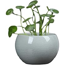 517mM5DnAhL._AC_UL210_SR210,