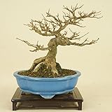 楓 / カエデ 石付（小品盆栽） 【雑木盆栽】いよじ園