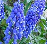 100 Seeds/pack Hyacinthus For Orientalis Seeds Balcony Bonsai Four Seasons Hyacinth Flower Seeds