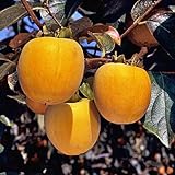 甘柿(カキ)苗木 甘百目