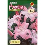 秋植え球根 ユリ ピンクカサブランカ (545427)