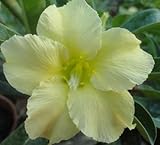 40 Fresh seedsアデニウム アラビカム オベスム 砂漠のバラ種子(40粒)塊根植物種子Adenium obesum Desert Roses seeds no187-GOLDEN-SUNS