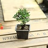 苗：にれけやき