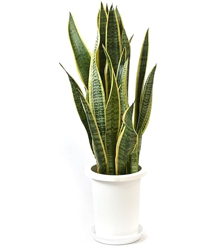 Amazon｜現品販売 観葉植物 シーグレープ ココロバ 8号 高さ130cm