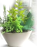 【ギフト】プリザーブドフラワーの観葉植物　[ライム] (寄せ植え)