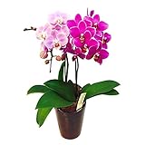 ミニ胡蝶蘭 飴色鉢 ミックス寄せ5号鉢植え 2本立て /お中元 ギフトに花のプレゼント 生花 鉢植え 開店祝いに 母の日 父の日 敬老の日 おじいちゃん おばあちゃん