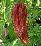 Chili Black Naga - hot pepper - 25 seeds