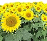 ひまわり 種子 キッズスマイル プラス 【緑肥・観賞用】0.5kg（3～5アール前後分)