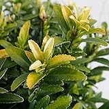 黄金姫マサキ：ハピネス5号ポット[オウゴンヒメマサキ・イオニマス] ノーブランド品