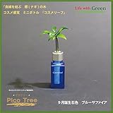 【ミニチュア観葉植物】「ピコツリー　ナギの木」コスメ感覚ミニボトル「コスメリーフ　9月誕生石色　ブルーサファイア」付き　【土なし　清潔　水やり簡単　セラハイト】　　「NHK大河ドラマ　女城主　直虎」で