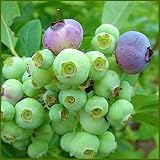 ブルーベリー苗木　シャープブルー＜サザンハイブッシュ系＞