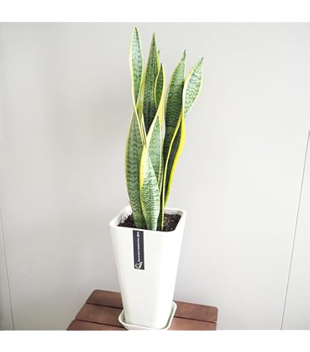 Amazon｜フィロデンドロン クッカバラ 幹上がり 1番 観葉植物