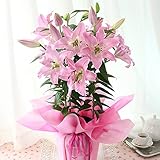 BunBunBee 母の日 オリエンタルリリー鉢6号・希少！優美な「ファロリート」 2018