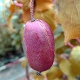 サルナシ(コクワ)苗木 赤実サルナシ・ガーネット