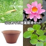 (ビオトープ/睡蓮)はじめての睡蓮栽培セット ピンク オパール+陶鉢440+ヒメダカ+浮き草他 説明書付 本州・四国限定[生体]